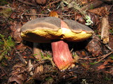 Boletus zelleri image