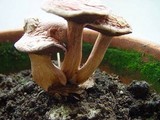 Suillus bovinus image