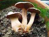 Suillus bovinus image