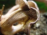 Suillus bovinus image