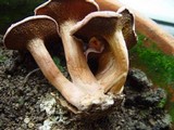 Suillus bovinus image