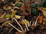 Psathyrella atrospora image