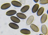 Psathyrella atrospora image