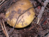 Amanita augusta image