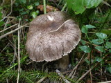 Hygrophorus inocybiformis image