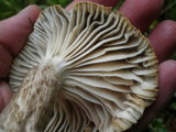 Hygrophorus inocybiformis image