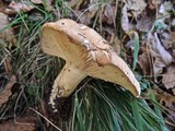 Lactarius pallidus image