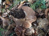 Lactarius pallidus image