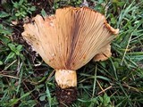 Lactarius zonarius image
