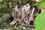 Clavaria zollingeri image