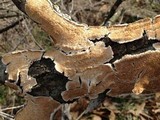 Irpex lacteus image