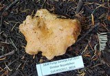 Arcangeliella crassa image