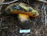 Boletus haematinus image