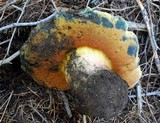 Boletus haematinus image