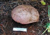 Boletus haematinus image