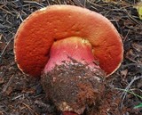 Boletus haematinus image