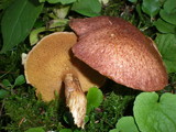 Suillus lakei var. lakei image