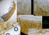 Lepiota lilacea image