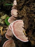 Fomitopsis lilacinogilva image