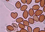 Psilocybe subaeruginascens image