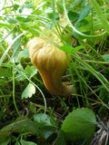 Clavariadelphus truncatus image
