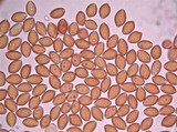 Psilocybe subaeruginascens image