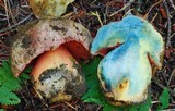 Boletus haematinus image