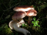 Hygrophorus erubescens image