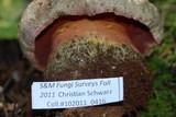 Boletus haematinus image