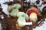 Boletus haematinus image