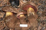 Boletus haematinus image