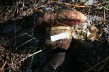 Boletus haematinus image