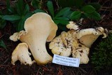 Cantharellus subalbidus image