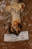 Cantharellus subalbidus image