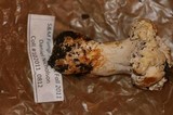 Cantharellus subalbidus image