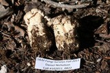 Cantharellus subalbidus image