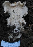 Cantharellus subalbidus image