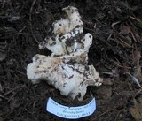Cantharellus subalbidus image