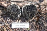 Sedecula pulvinata image