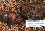 Gastroboletus turbinatus image