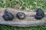 Daldinia dennisii image