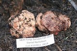 Hydnotrya cerebriformis image