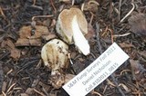 Cortinarius pinguis image