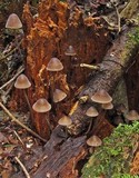 Mycena parabolica image