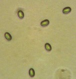 Mycena parabolica image