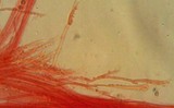 Mycena parabolica image