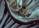 Mycena parabolica image