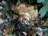Leccinum manzanitae image