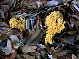 Ramaria sandaracina image