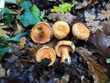 Lactarius salmonicolor image